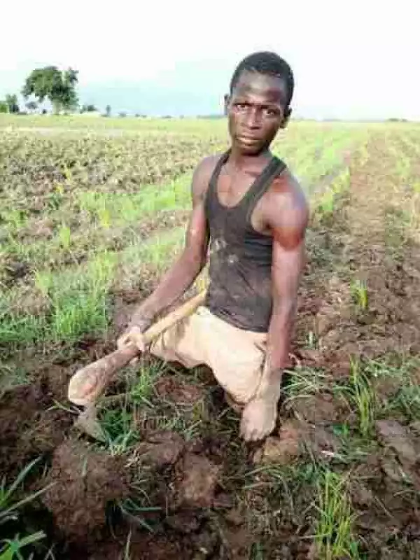 So Inspiring! Young Man With No Legs Working On His Rice Farm In Zamfara State (Photo)